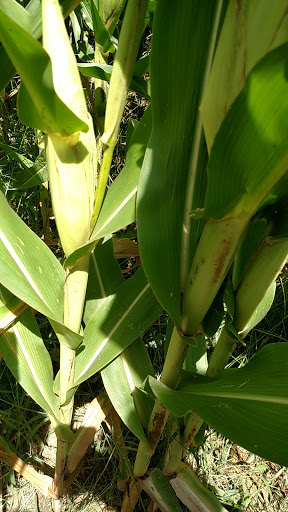 Grocery Store «Maplehofe Dairy Farm Store», reviews and photos, 799 Robert Fulton Hwy, Quarryville, PA 17566, USA