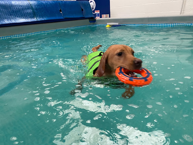 Scoobys Doggy Day Care, Swim Centre & Dog Wash - Dog trainer