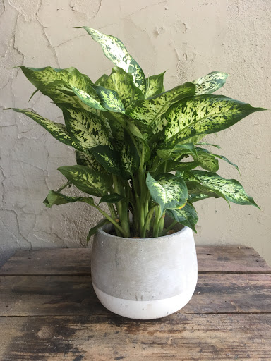 Wholesale Florist «Urban Jungle», reviews and photos, 2603 Sherman Ave NW, Washington, DC 20001, USA