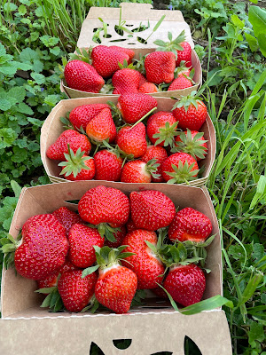Le potager d'Augustin à Courmelles