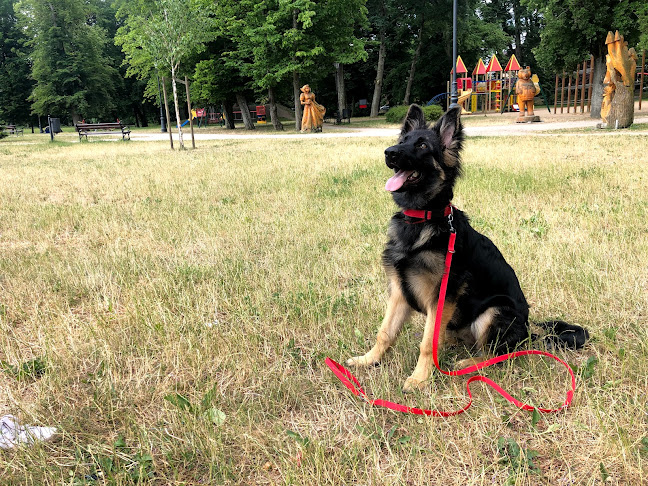 Szkolenie Psów Wejherowo DOG COACH - Sławno