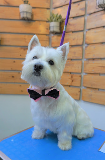 Buuf Boutique & Estética Canina