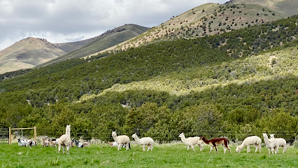 Starry Hollow Ranch