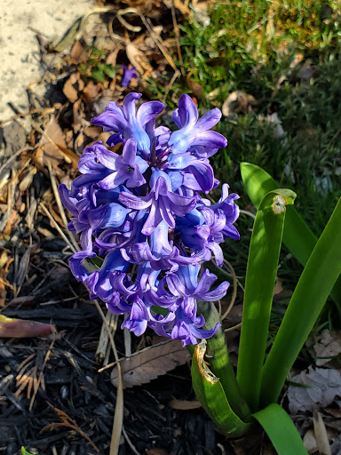 Park «Gough Park», reviews and photos, 9300 Honeygo Blvd, Perry Hall, MD 21128, USA