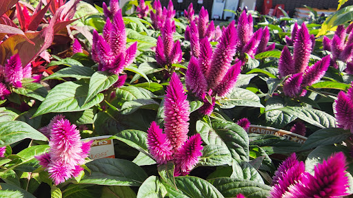 Department Store «Rural King», reviews and photos, 2947 S Washington St, Kokomo, IN 46902, USA