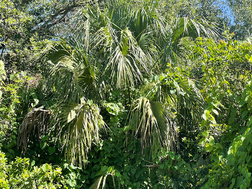 Nature Preserve «Sandy Ridge Sanctuary», reviews and photos, 8501 NW 40th St, Coral Springs, FL 33065, USA