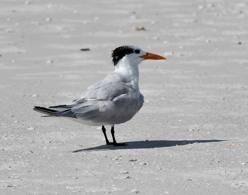 Public Beach «Pass-A-Grille Beach», reviews and photos, 113 11th Ave, Pass-A-Grille Historic District, FL 33706, USA