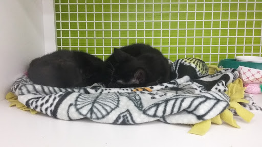 Pet Supply Store «Petco Animal Supplies», reviews and photos, 31419 Pacific Hwy S, Federal Way, WA 98003, USA