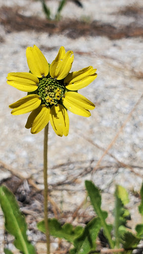 County Government Office «Brevard County Enchanted Forest Sanctuary», reviews and photos, 444 Columbia Blvd, Titusville, FL 32780, USA