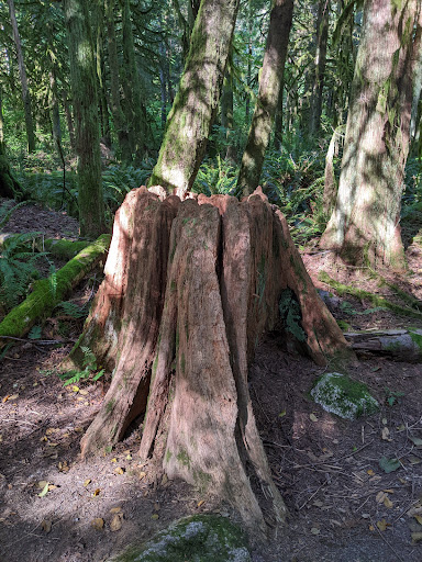 Nature Preserve «Redmond Watershed Preserve», reviews and photos, 21760 NE Novelty Hill Rd, Redmond, WA 98053, USA