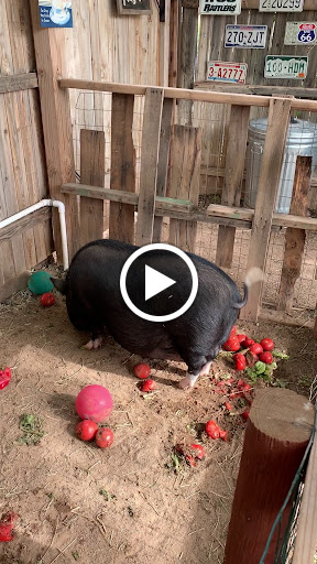 Produce Market «Blue Rooster Produce», reviews and photos, 23621 N 91st Ave, Peoria, AZ 85383, USA