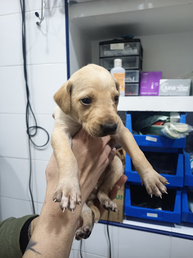Clínica Veterinaria Marquesa de Pinares en Mérida