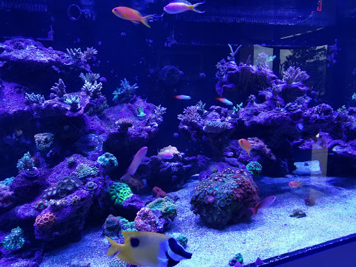 Tropical Fish Store «Living Reef Orlando», reviews and photos, 504 N Alafaya Trail #112, Orlando, FL 32828, USA