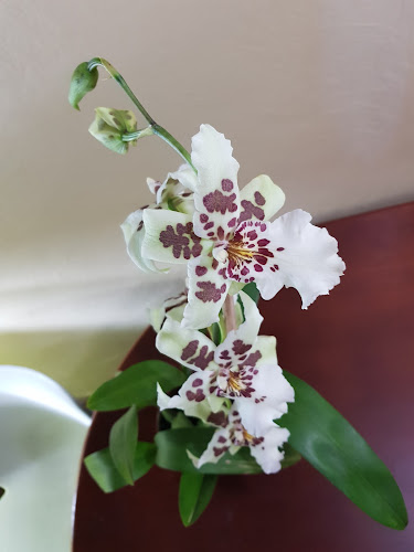 Comentarios y opiniones de Ecuagenera - Orquídeas del Ecuador