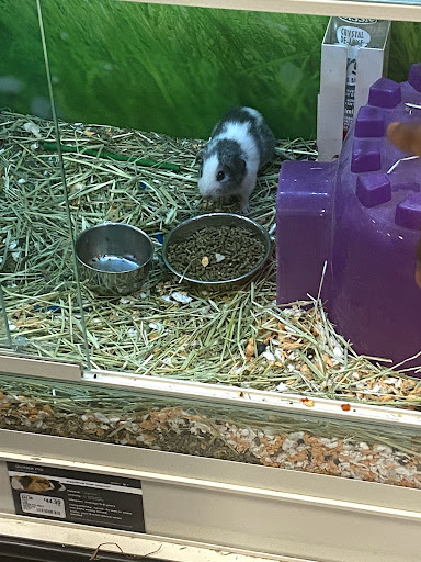 Pet Supply Store «PetSmart», reviews and photos, 420 Consumer Square, Mays Landing, NJ 08330, USA