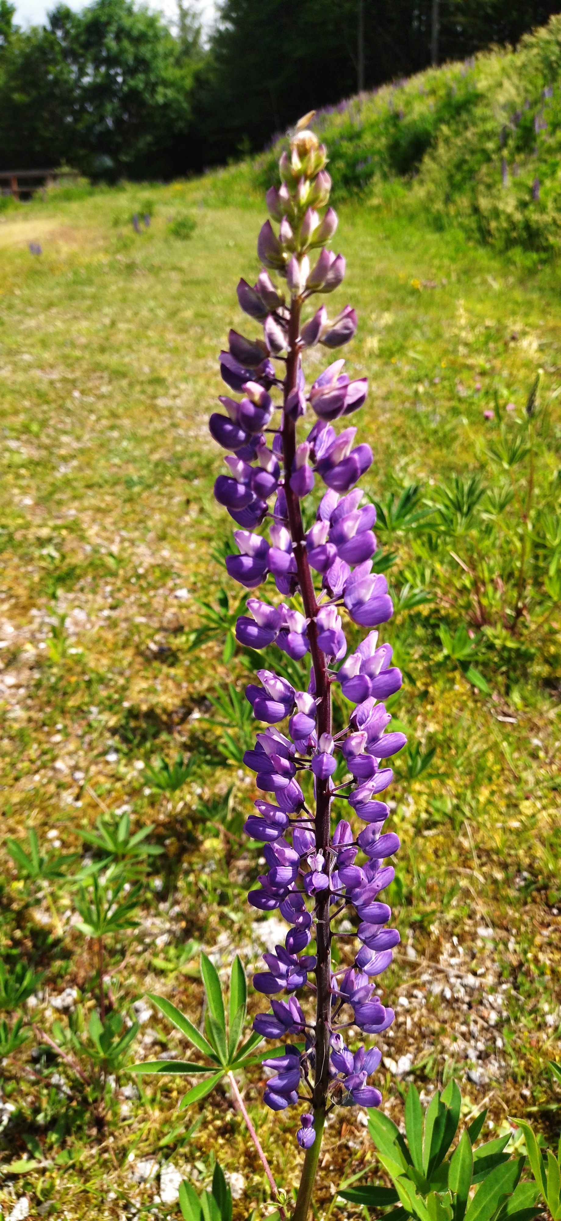 Photo n° 2 de l'avis de Sylvn. fait le 19/06/2021 à 14:24
