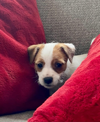 Pet Supply Store «PetSmart», reviews and photos, 208 Mariner Way, Biddeford, ME 04005, USA