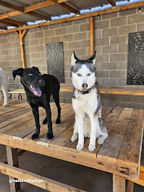 Nadia's Dog Nanny Services LLC - Photo 4 - Car repair in Phoenix, AZ, Phoenix