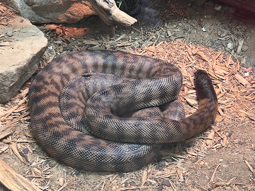 Transit Stop «Dallas Zoo Station», reviews and photos, 614 S. Ewing Avenue, Dallas, TX 75203, USA