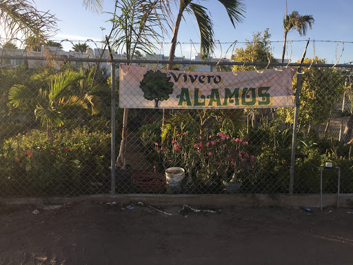 Vivero Alamos