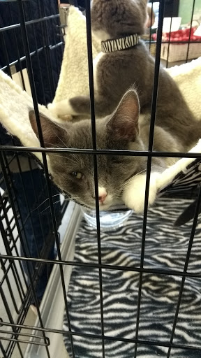 Animal Rescue Service «Motley Zoo Animal Rescue», reviews and photos, 16715 Cleveland St A, Redmond, WA 98052, USA