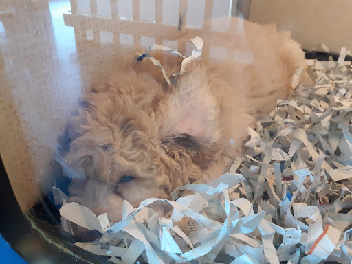 Pet Store «Puppies Plus LLC», reviews and photos, 6405 S Virginia St # 1, Reno, NV 89511, USA