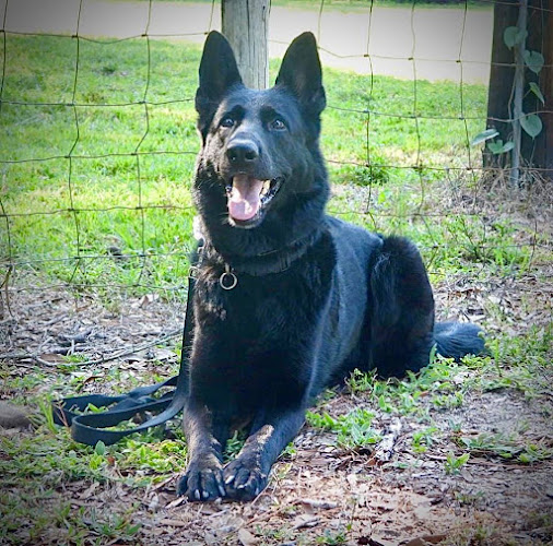 Photo of Select Solid Black German Shepherds in Oviedo, FL