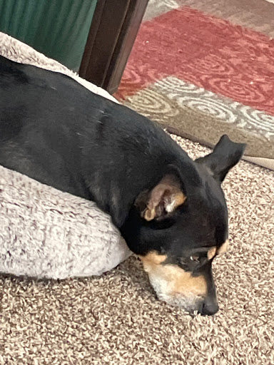 Park «Margaret T. Hance Park», reviews and photos, 67 W Culver St, Phoenix, AZ 85003, USA