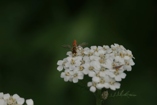 Park «Colby Lake Park», reviews and photos, 9715 Valley Creek Rd, Woodbury, MN 55125, USA