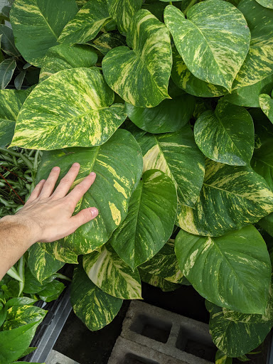 Orchid Grower «Orchid Dynasty», reviews and photos, 959 900 S, Salt Lake City, UT 84105, USA