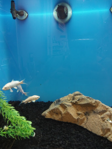 Pet Supply Store «PetSmart», reviews and photos, 263 Midway Blvd, Elyria, OH 44035, USA