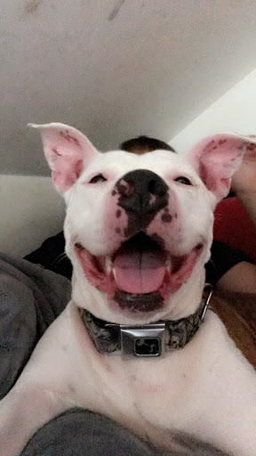 Pet Supply Store «Pet Supplies Plus», reviews and photos, 3120 NJ-35, Hazlet, NJ 07730, USA