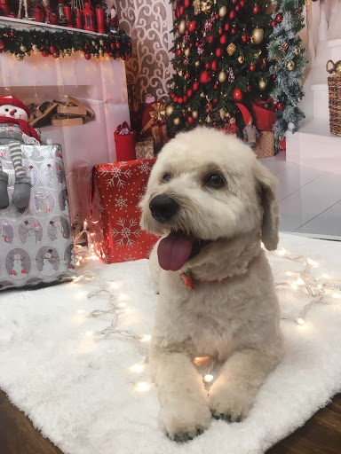 Pet Groomer «Woof Gang Bakery & Grooming, The Villages», reviews and photos, 3682 Meggison Rd, The Villages, FL 32163, USA