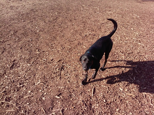 Dog Park «St. Anthony Parkway Off-Lease Dog Park», reviews and photos, 700 St Anthony Pkwy, Minneapolis, MN 55418, USA