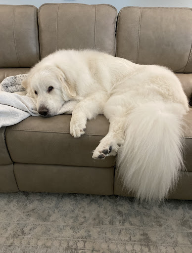 Boutique «Fetching Canine Grooming and Boutique», reviews and photos, 1490 W State Rd 434, Longwood, FL 32750, USA