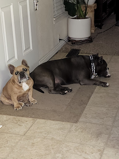 Pet Supply Store «Petco Animal Supplies», reviews and photos, 3637 2700 W, West Valley City, UT 84119, USA