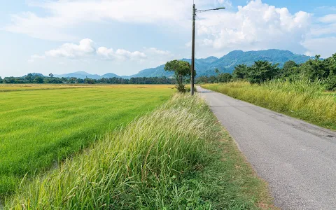 Balik Pulau Paddy Field image