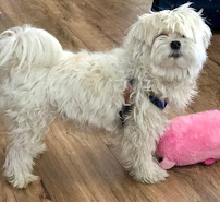 Furry Friends Forever Pets - Photo 2 - Car repair in Surprise, AZ, Phoenix