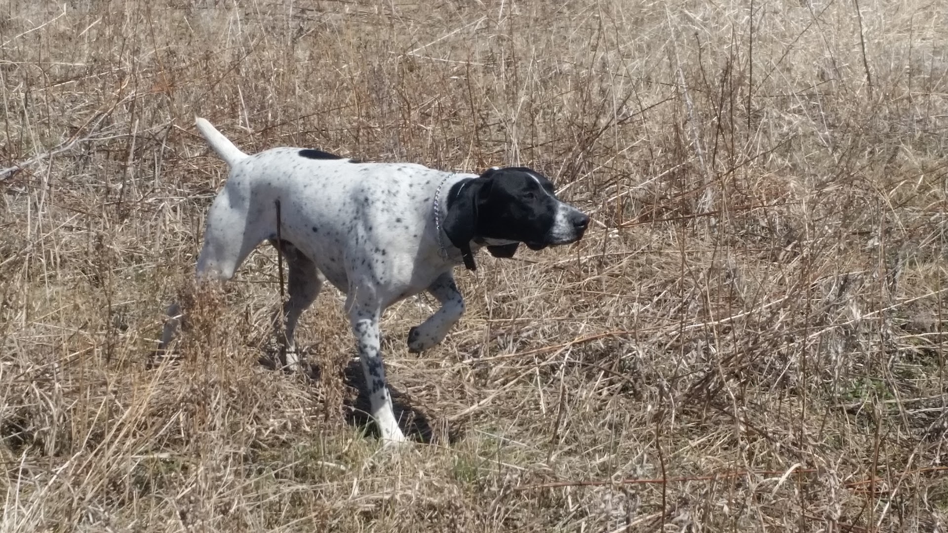 Magnolia Farm and Kennel