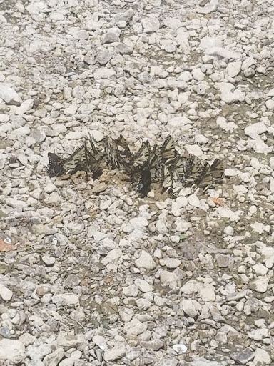 Canoe & Kayak Rental Service «Mammoth Cave Canoes & Kayak», reviews and photos, 1240 Old Mammoth Cave Rd, Cave City, KY 42127, USA