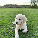 Photo n° 2 de l'avis de Sophie.e fait le 30/10/2023 à 21:28 pour Domaine du vignoble - Elevage familial de Golden Retriever LOF & Sacré de Birmanie LOOF à Estrées-Mons