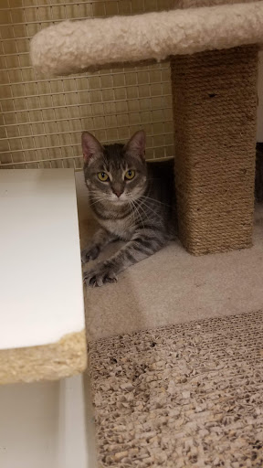 Pet Supply Store «Petco Animal Supplies», reviews and photos, 4665 Garth Rd #400, Baytown, TX 77521, USA