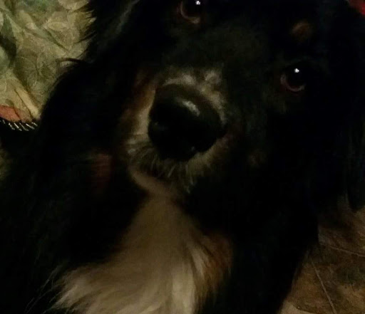 Pet Supply Store «Pet Supplies Plus», reviews and photos, 1937 FL-60, Valrico, FL 33594, USA