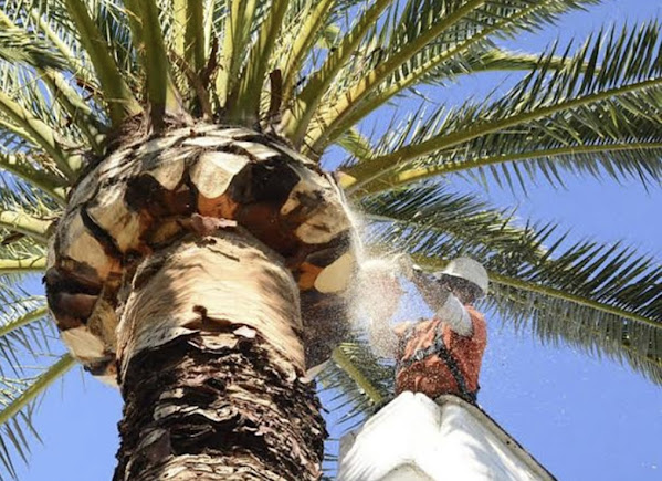 Palm Tree Trimming Service