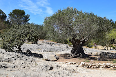 Oliviers millénaires à Vers-Pont-du-Gard