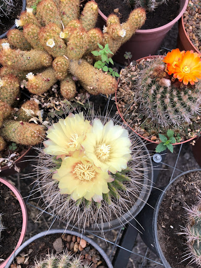 Cactus y crasas EL CLAVITO