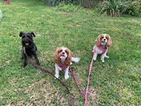 LOVING PET CARE - Photo 1 - Car repair in Austin, TX, Round Rock