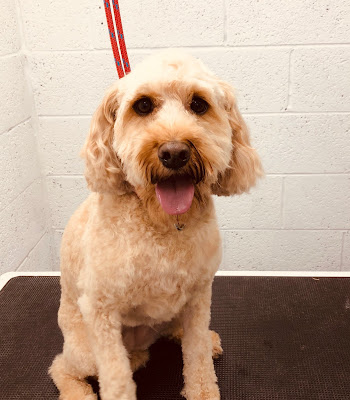 Booches Dog Grooming