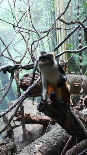 Park «Bronx zoo Park lot», reviews and photos, 2152 Crotona Pkwy, Bronx, NY 10460, USA