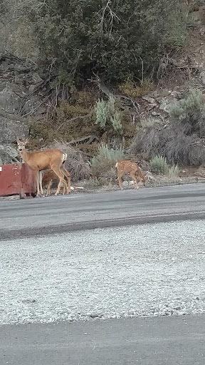 Florist «Chelan Fruit Plant 3», reviews and photos, 80 McNeil Canyon Rd, Orondo, WA 98843, USA